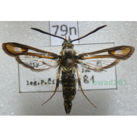 Bembecia albanensis (Rebel, 1918) Czech79n